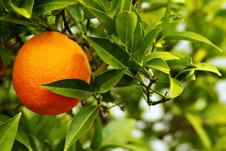 Citrus aurantium for energy
